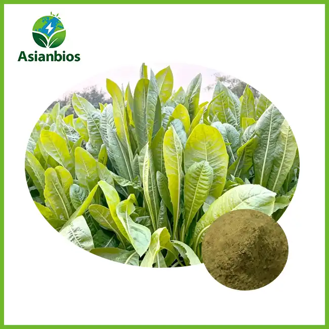 Chicory Extract Powder